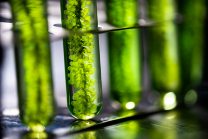 A review on optimistic biorefinery products: Biofuel and bioproducts from algae biomass
